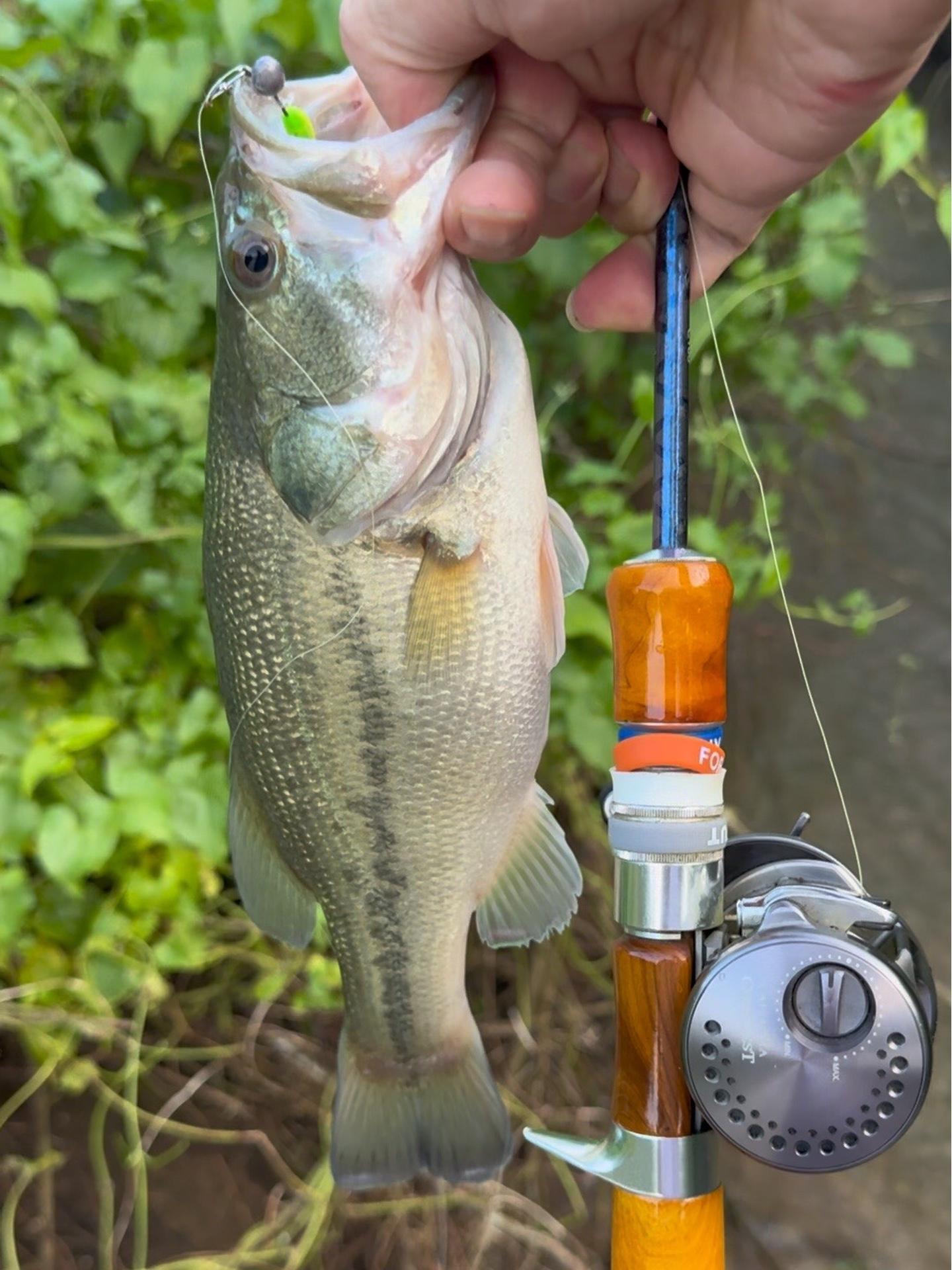路亚鲈鱼晚口(半夜路亚鲈鱼)