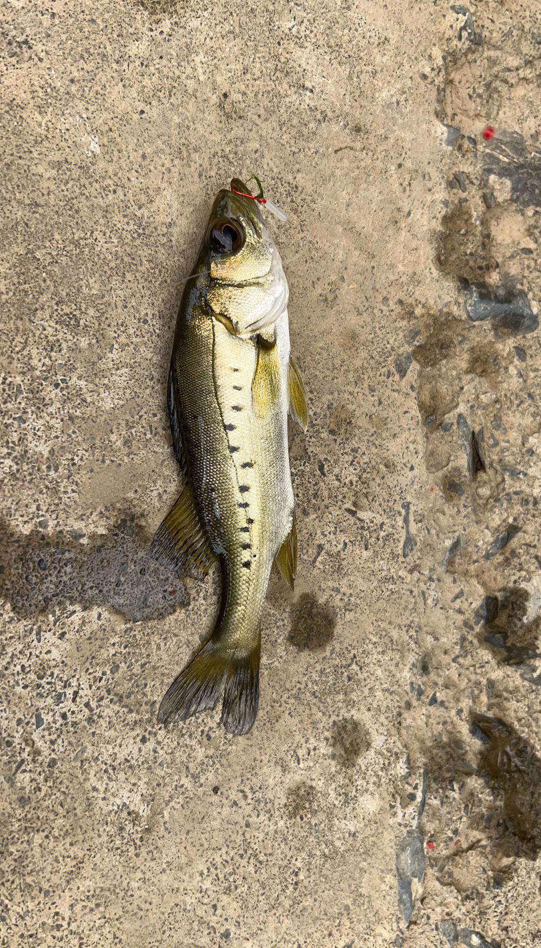 路亚鲈鱼系列(路亚鲈鱼竿推荐)