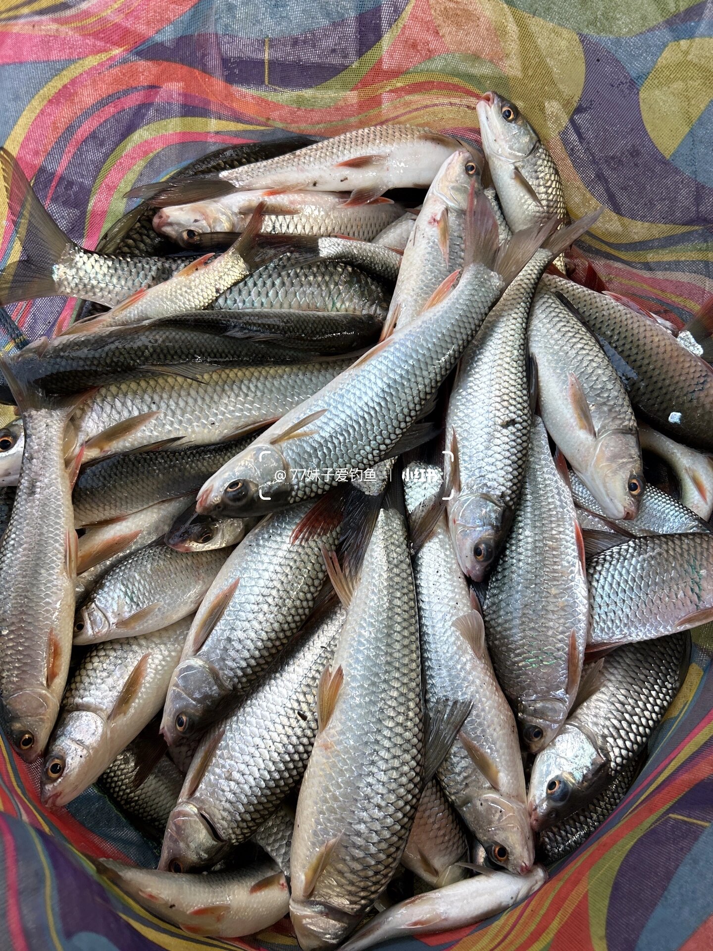 流溪河钓鲮鱼技巧(流溪河钓鱼视频)