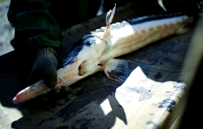 大物塘技巧(大物塘怎么钓)