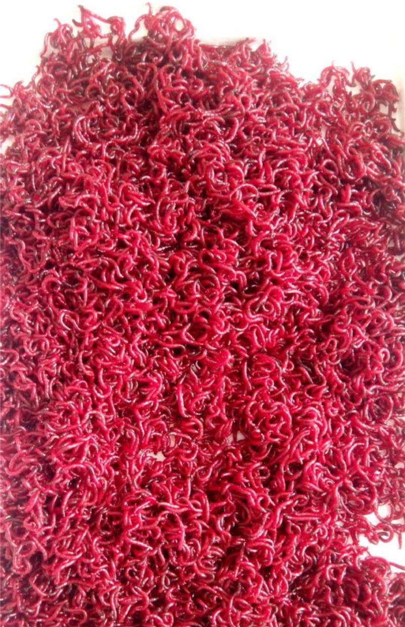 红虫饵料狂拉(红虫拉饵视频教程) 红虫饵料狂拉(红虫拉饵视频教程)