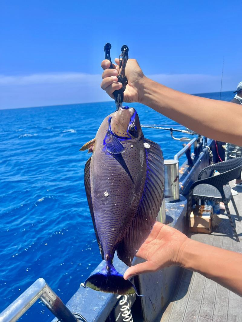 西沙海钓能钓(西沙 海钓)
