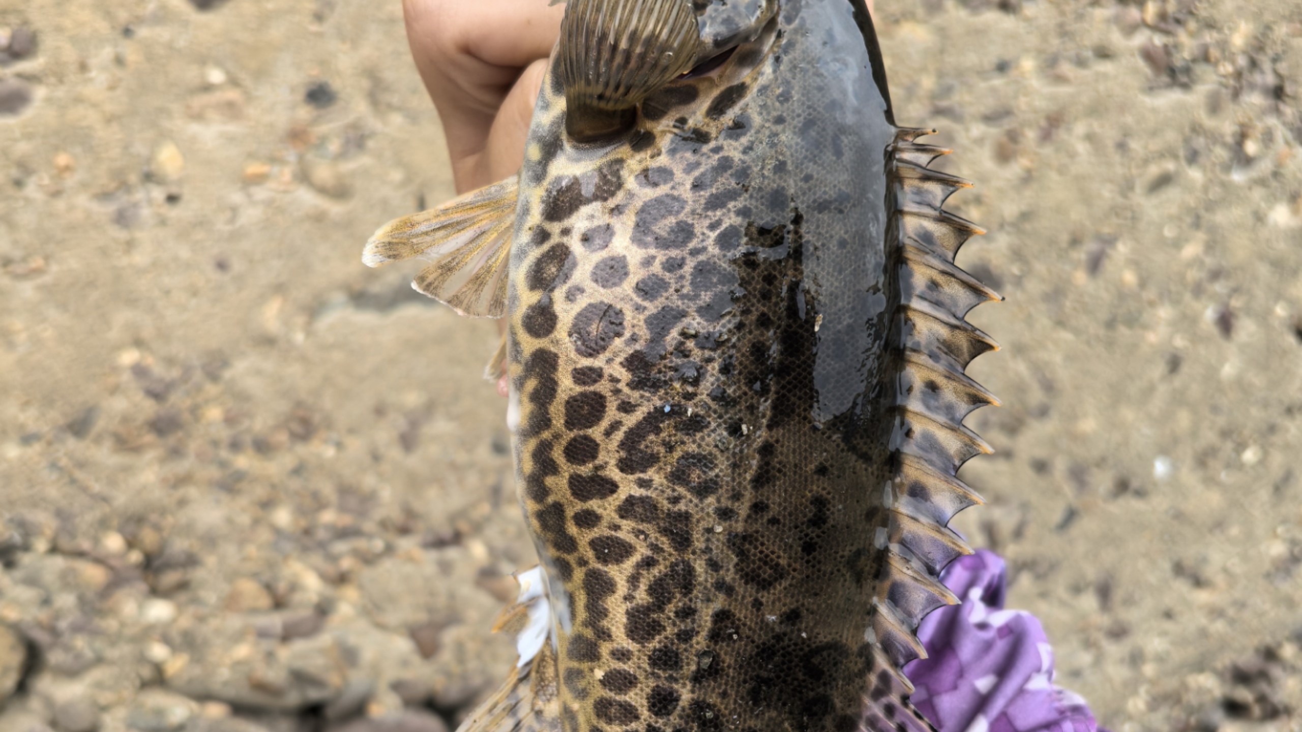 佛山公园路亚(佛山免费路亚钓鱼地点) 佛山公园路亚(佛山免费路亚钓鱼地点)