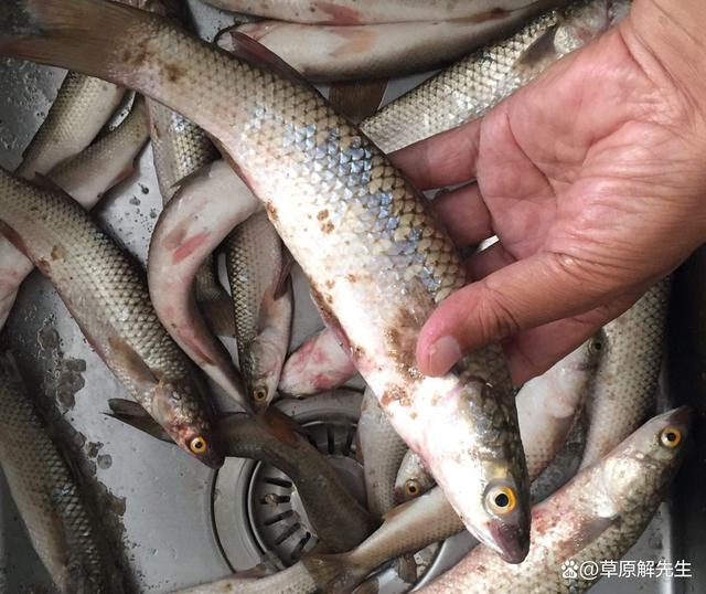 钓梭鱼技巧视频(钓梭鱼技巧视频教程) 钓梭鱼技巧视频(钓梭鱼技巧视频教程)