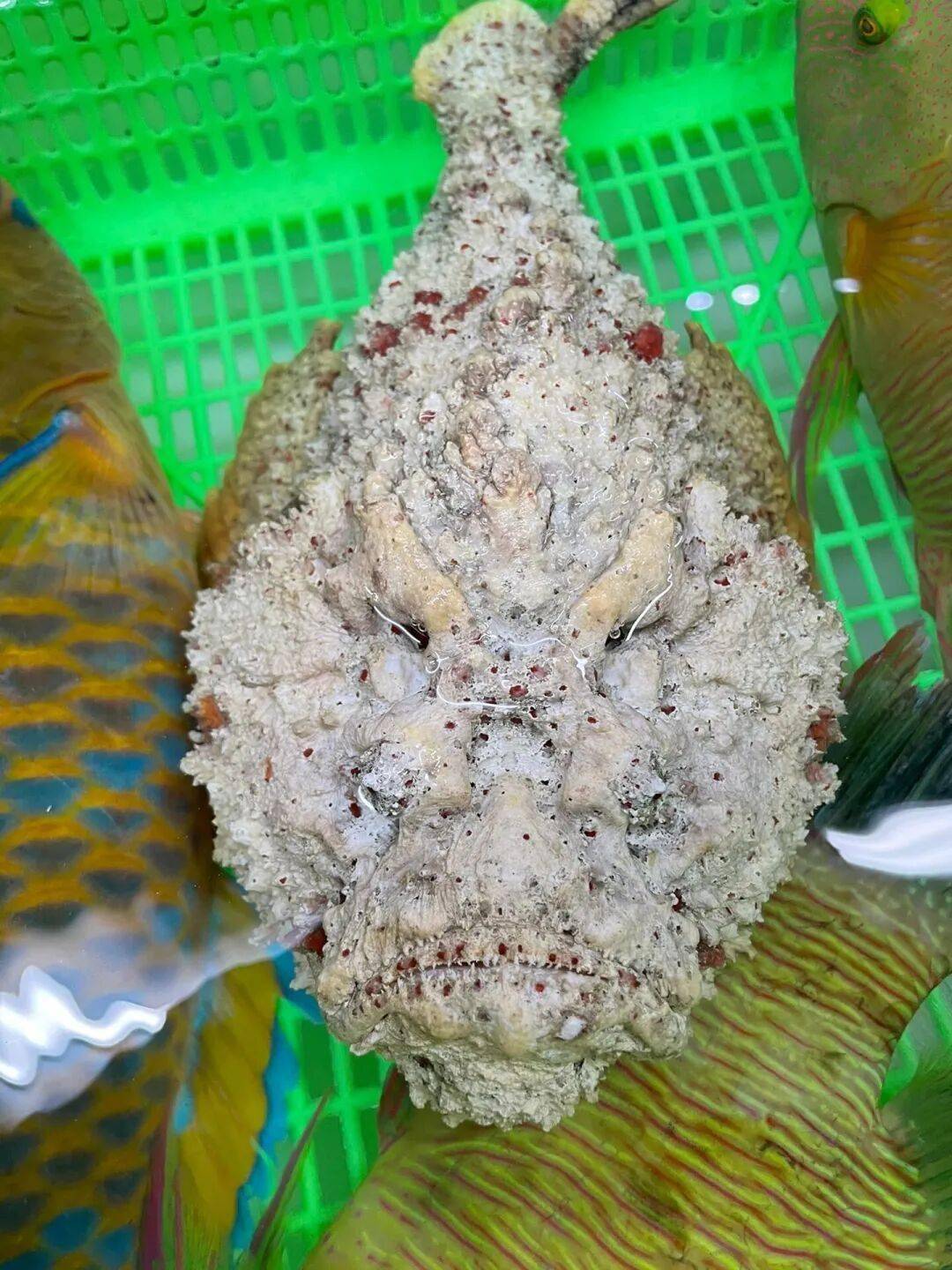 海钓礁石岸边小鱼(海边礁石钓鱼用什么鱼饵) 海钓礁石岸边小鱼(海边礁石钓鱼用什么鱼饵)