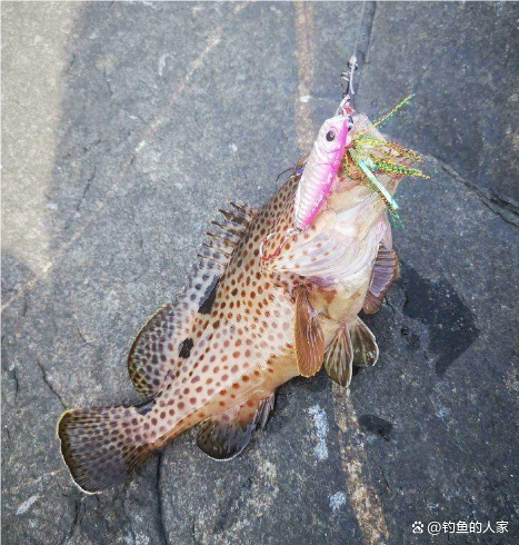 海钓礁石岸边小鱼(海边礁石钓鱼用什么鱼饵) 海钓礁石岸边小鱼(海边礁石钓鱼用什么鱼饵)