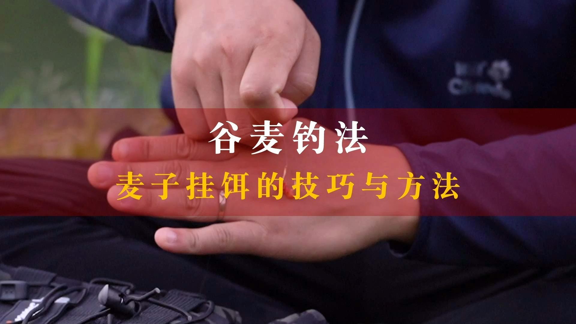 小麦发芽钓鱼技巧(小麦发芽钓鱼技巧图解)