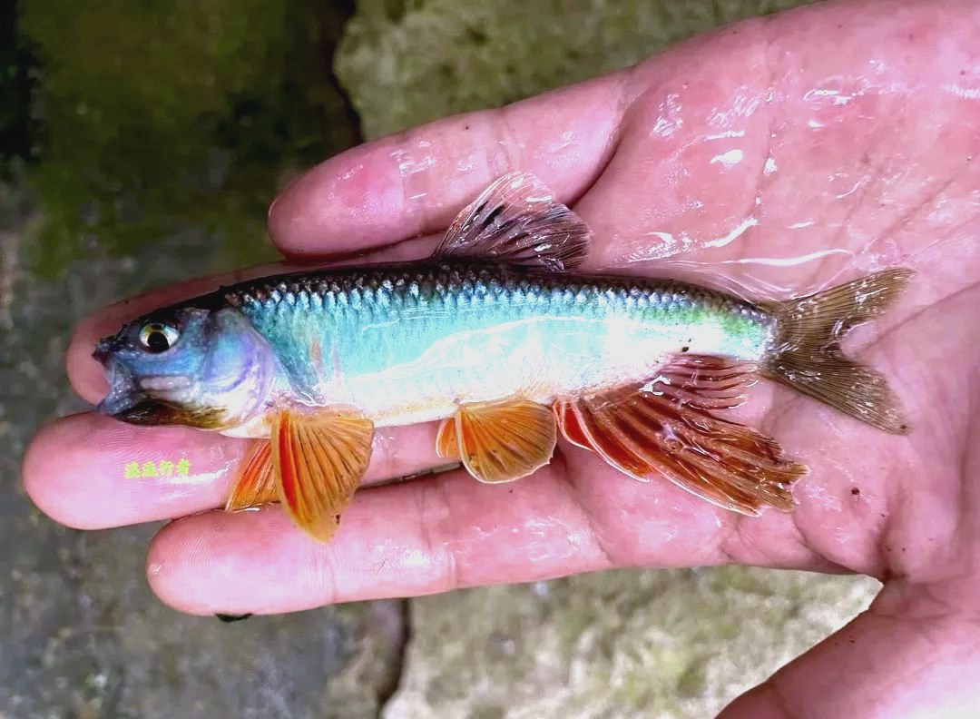 河南信阳路亚鱼种(信阳路亚基地)