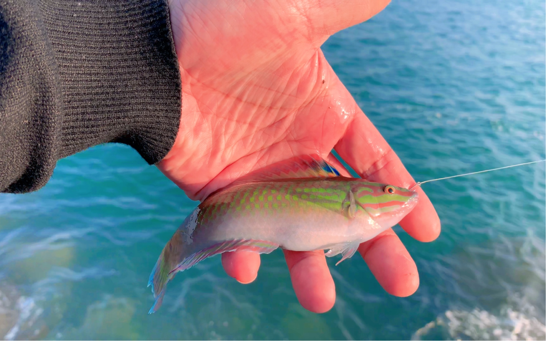 小口子海钓(海钓鱼口不好的钓鱼方法)