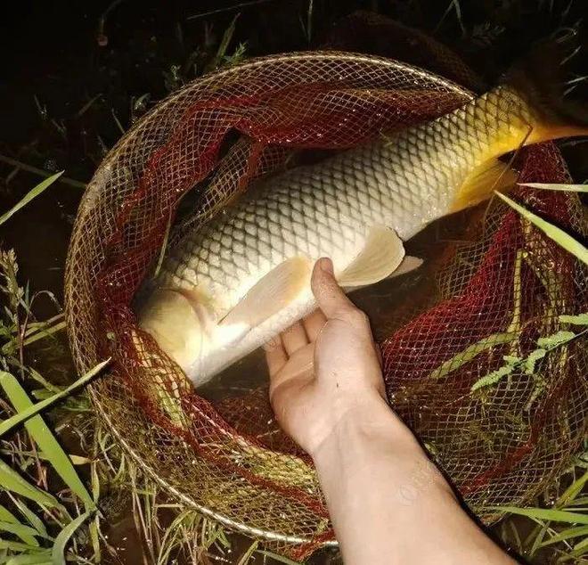 水库钓夜鱼技巧视频大全(水库钓夜鱼技巧视频大全教程)