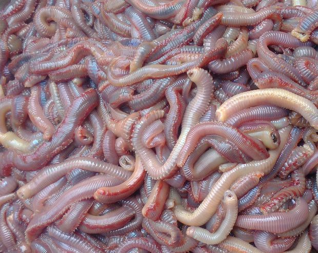 海钓红虫青虫(海钓青虫与红虫的区别)