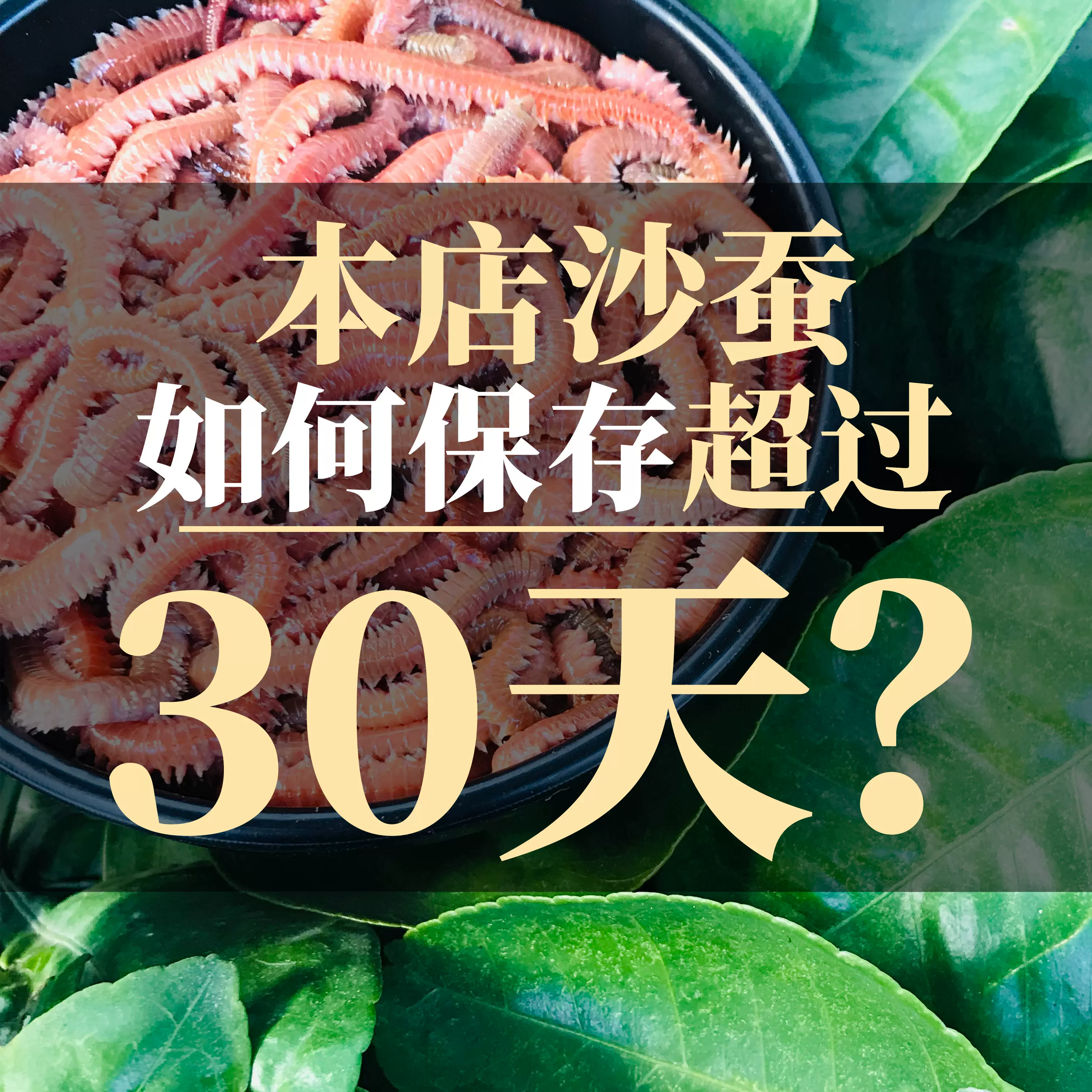 海钓红虫青虫(海钓青虫与红虫的区别)