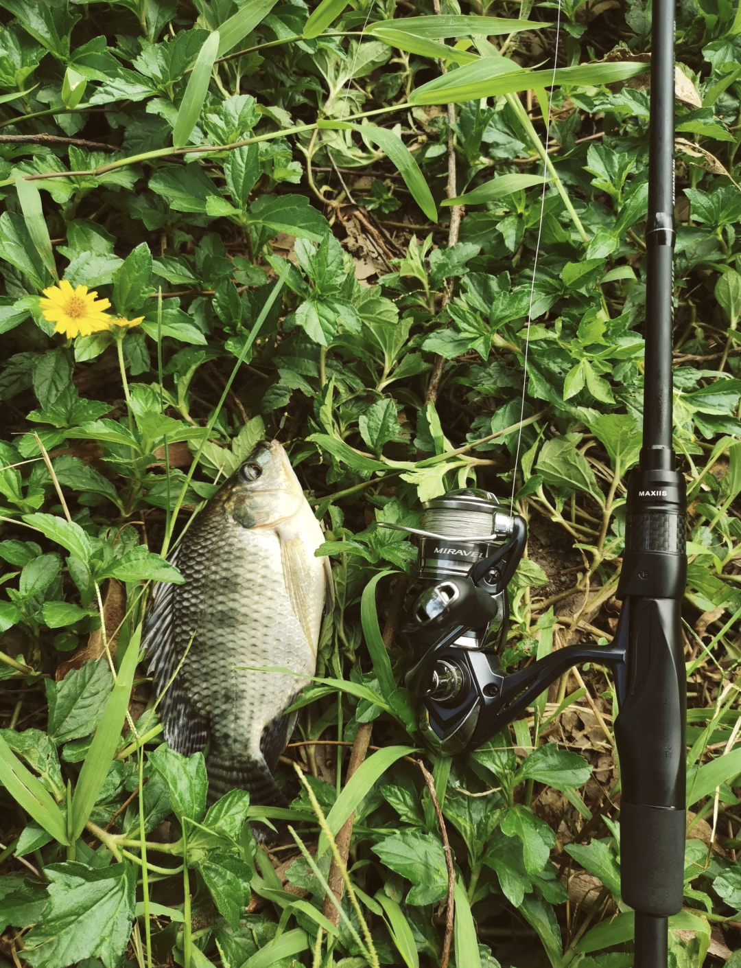 野坑路亚(路亚野钓攻略) 野坑路亚(路亚野钓攻略)