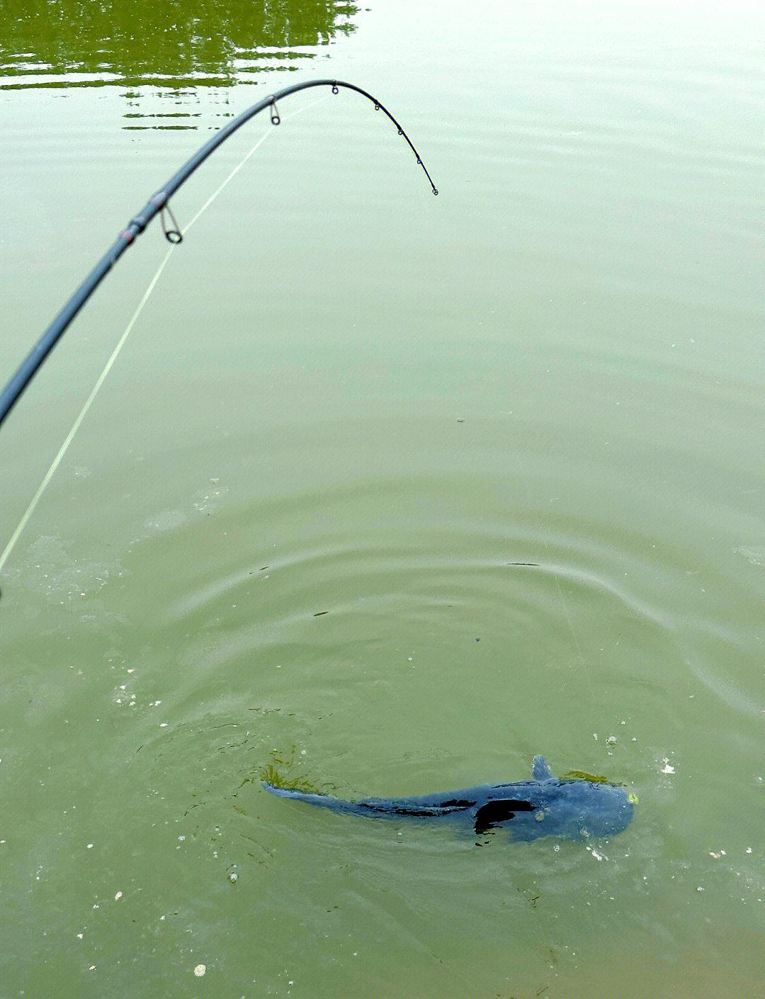 野坑路亚(路亚野钓攻略) 野坑路亚(路亚野钓攻略)