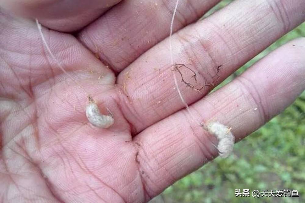 任何饵料都比不上蚯蚓(为什么用饵料不上钩用蚯蚓上钩) 任何饵料都比不上蚯蚓(为什么用饵料不上钩用蚯蚓上钩)