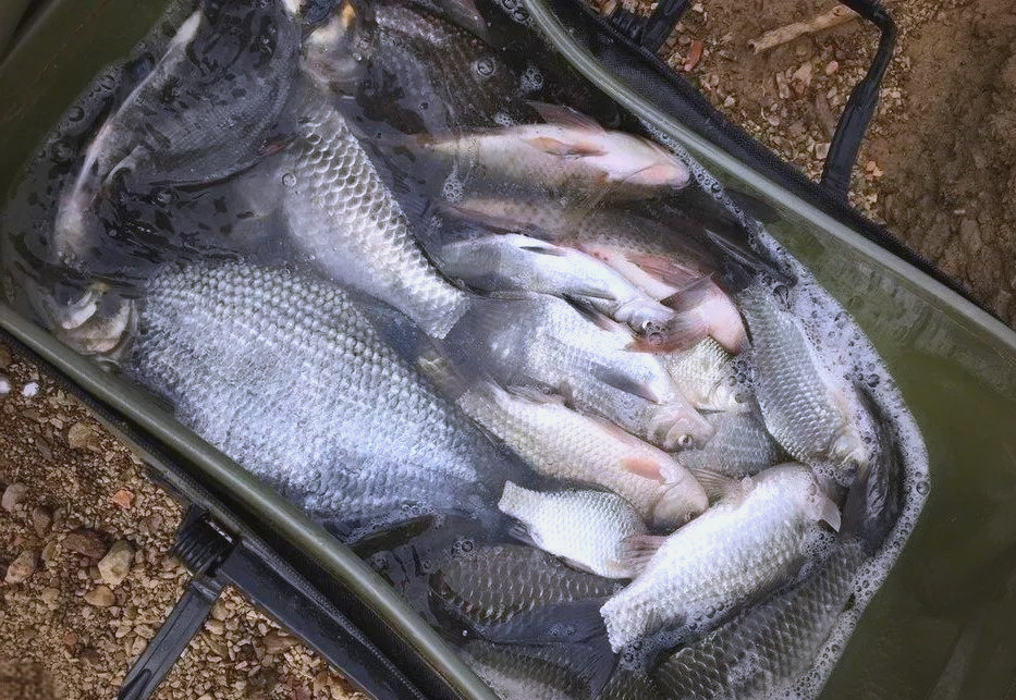 任何饵料都比不上蚯蚓(为什么用饵料不上钩用蚯蚓上钩) 任何饵料都比不上蚯蚓(为什么用饵料不上钩用蚯蚓上钩)