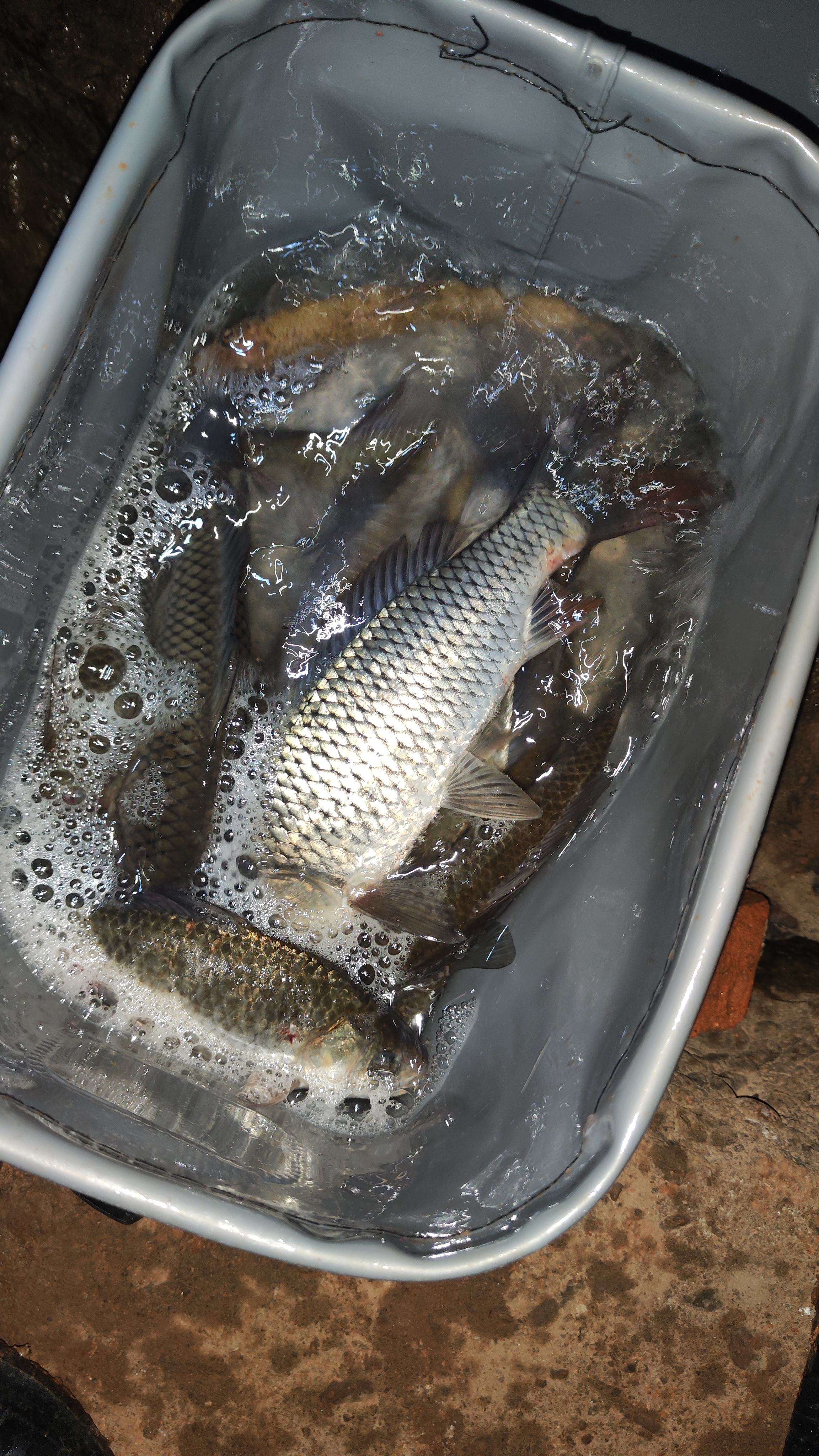 活水钓鱼用什么饵料(活水钓鱼用什么饵料效果好) 活水钓鱼用什么饵料(活水钓鱼用什么饵料效果好)