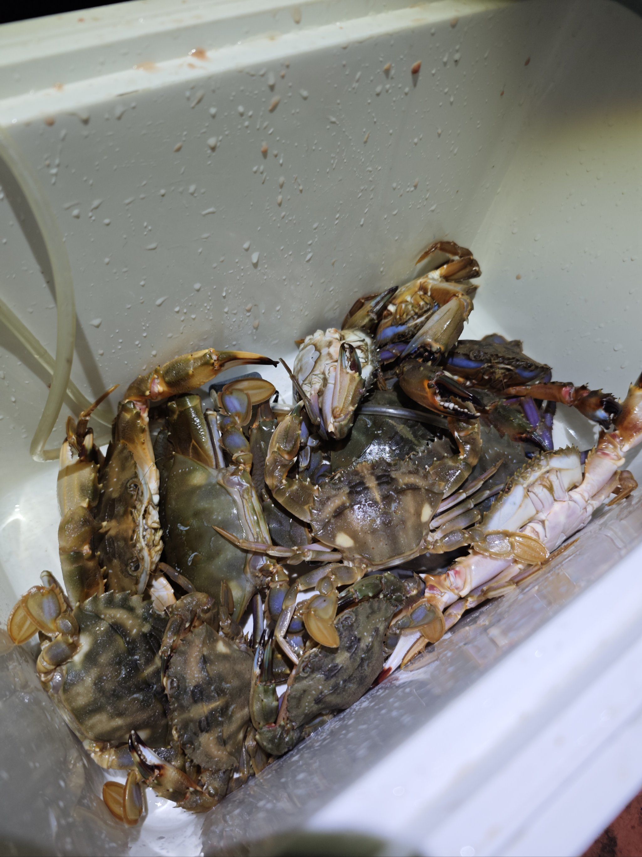 宁德海钓(宁德海钓协会会长简历)