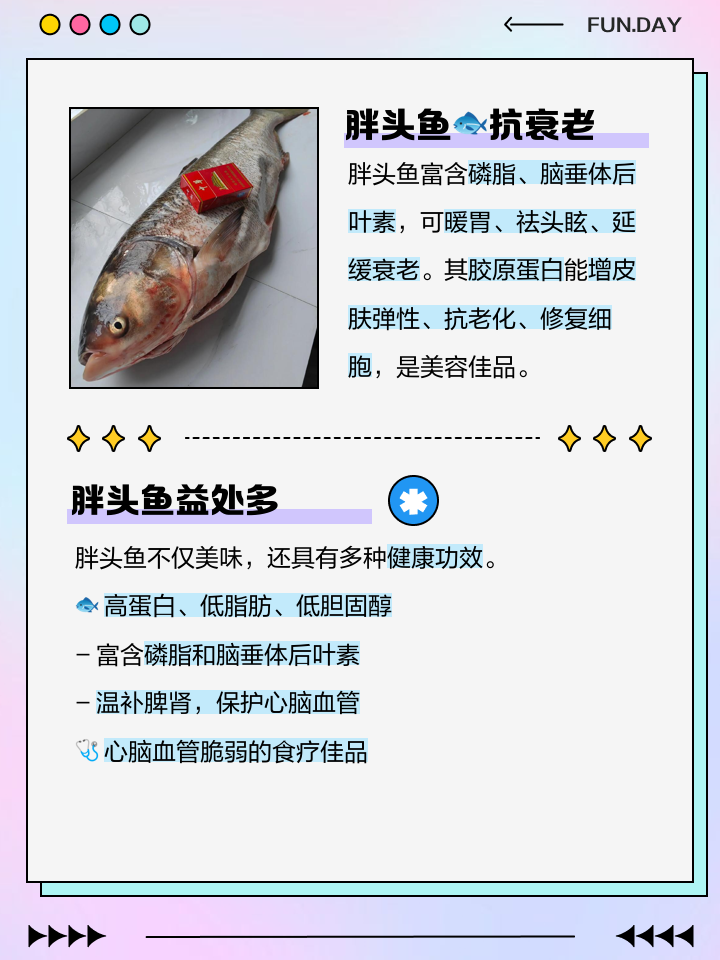 海钓胖头鱼绝招(海边钓胖头鱼用几号钩) 海钓胖头鱼绝招(海边钓胖头鱼用几号钩)