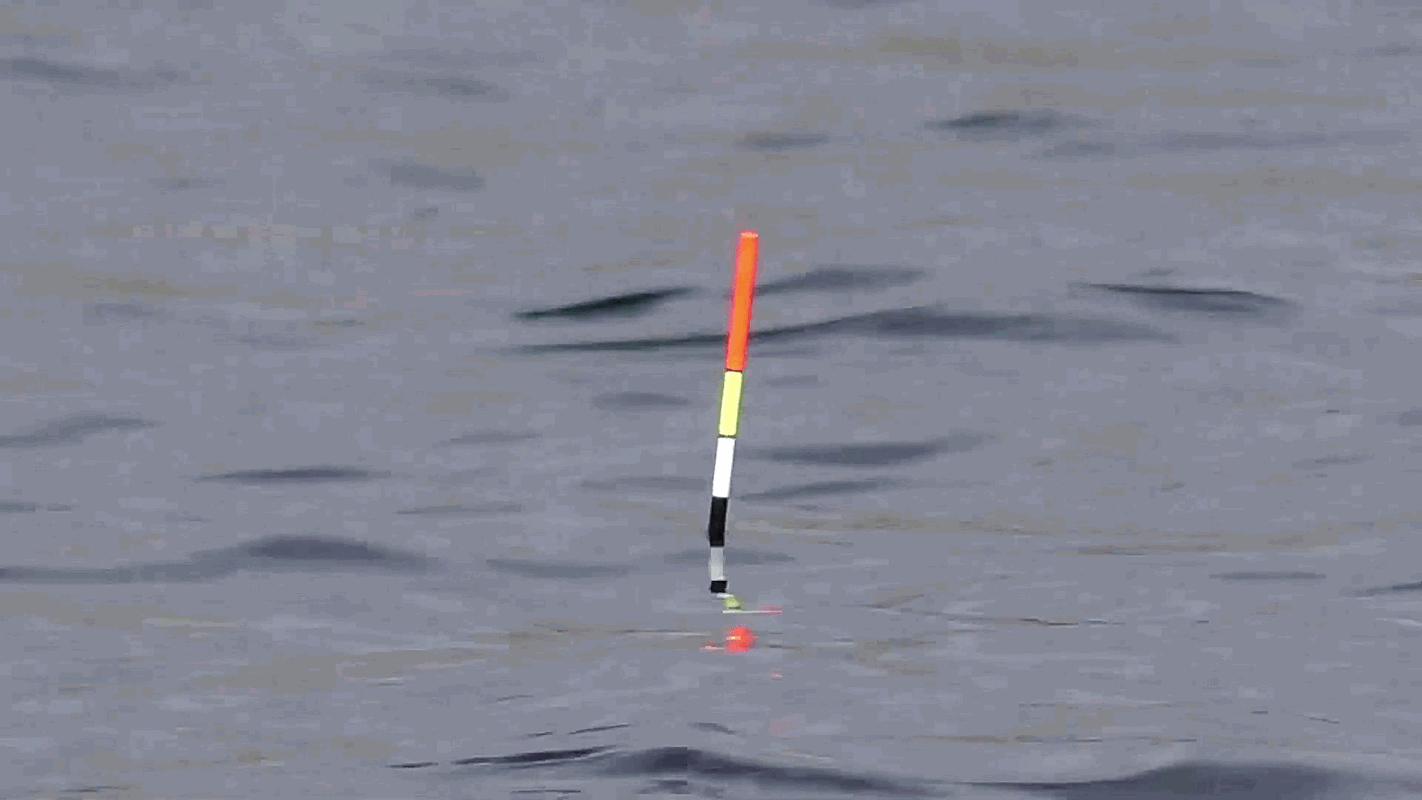 黑坑钓鲫鱼技巧视频大全(黑坑鲫鱼钓法技巧)