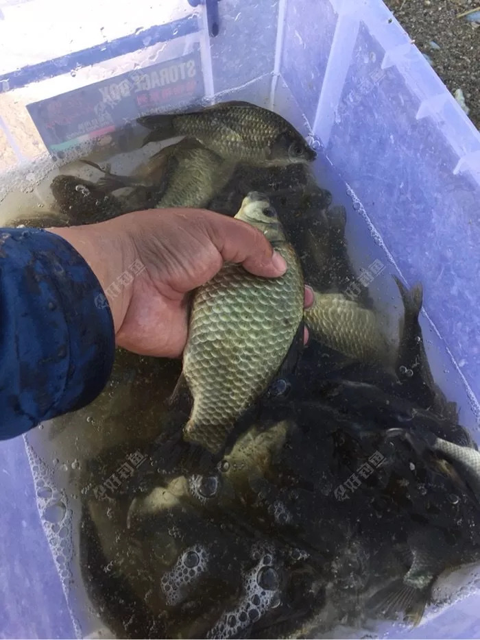 青海钓鱼报到(青海钓鱼用什么饵料)