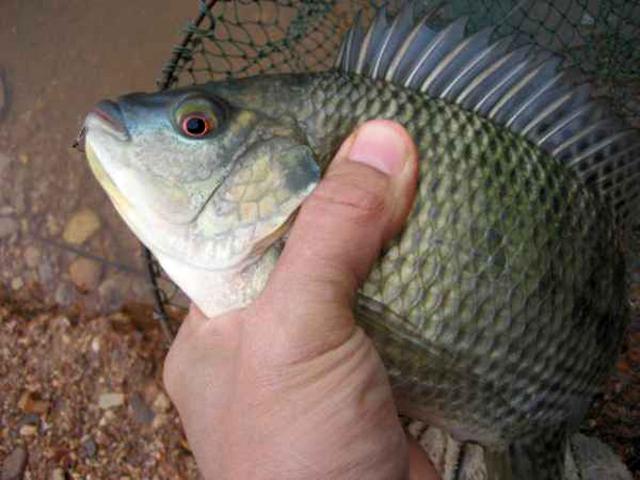 钓鱼罗非鱼技巧野钓(钓罗非怎么钓)