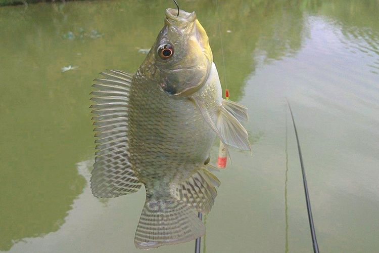 钓鱼罗非鱼技巧野钓(钓罗非怎么钓)