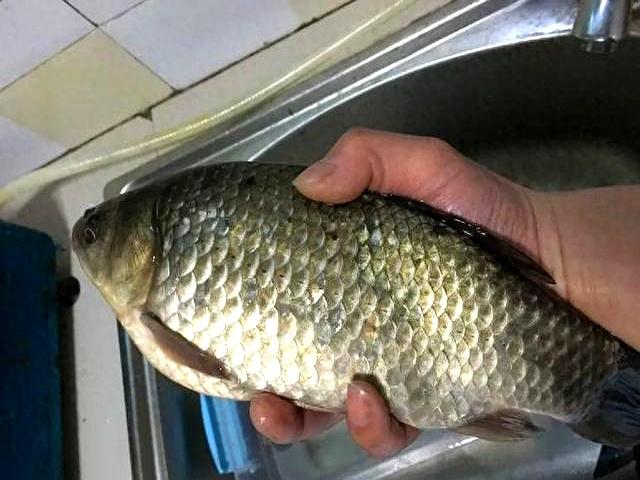 晚秋钓什么饵料(晚秋钓鱼用什么饵料为主,香还是腥)