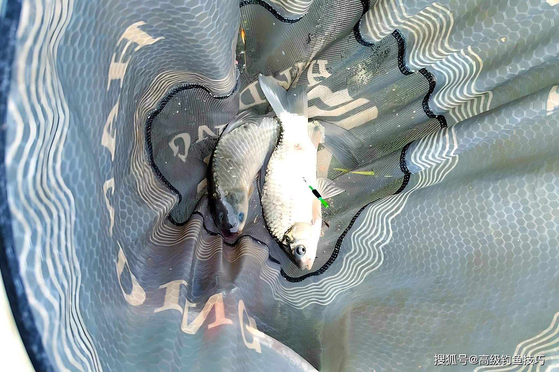 夏天钓鱼黑坑技巧(夏天黑坑钓什么位置呢)