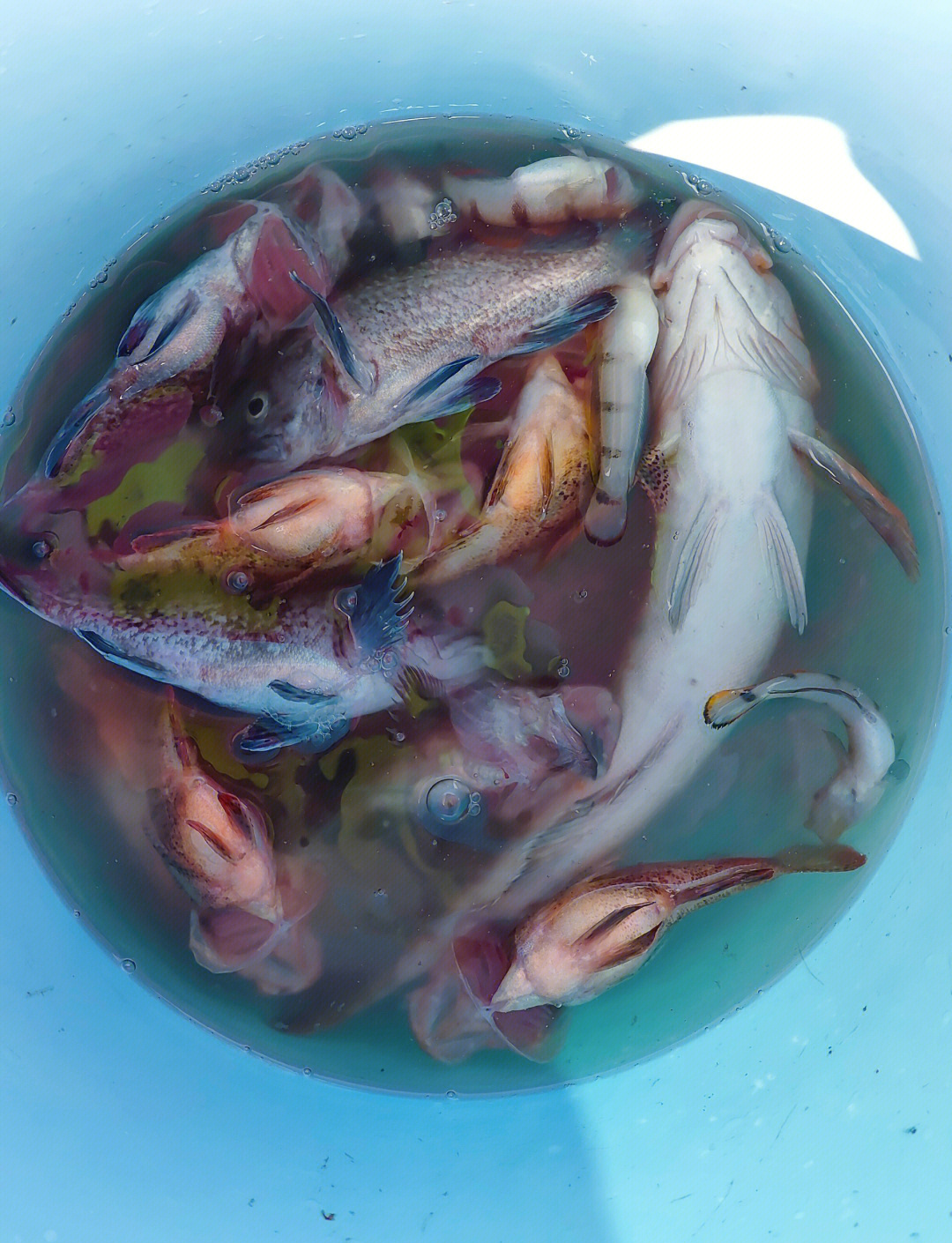 威海钓鱼论坛(威海钓鱼网,威海钓鱼论坛,威海钓友俱乐部)