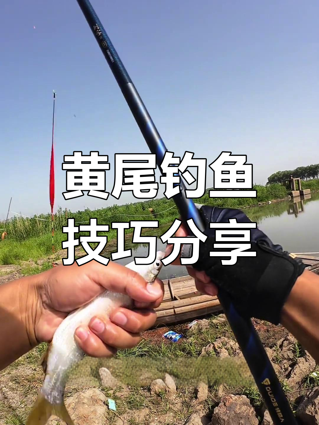 调漂钓黄尾鱼技巧(钓黄尾调漂带钩)