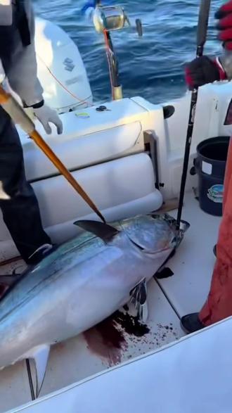 海钓人家金枪鱼(主角出海钓金枪鱼类小说)