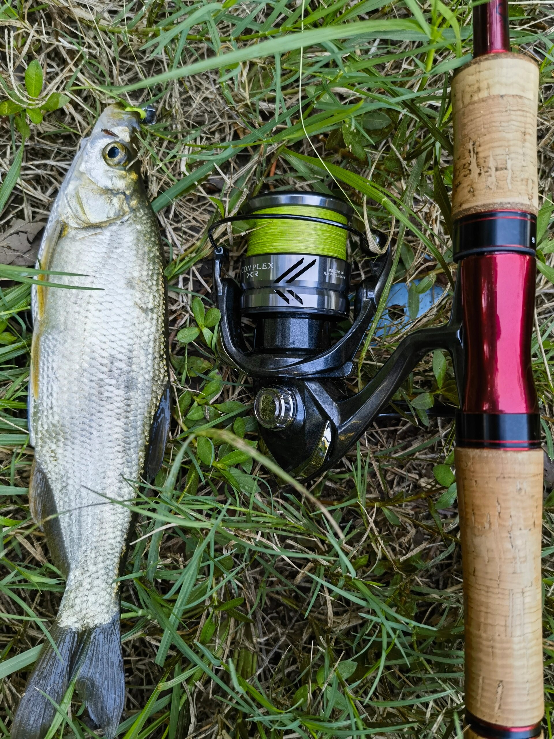 路亚竿夏季钓鱼(路亚夏天什么时间段最好打)
