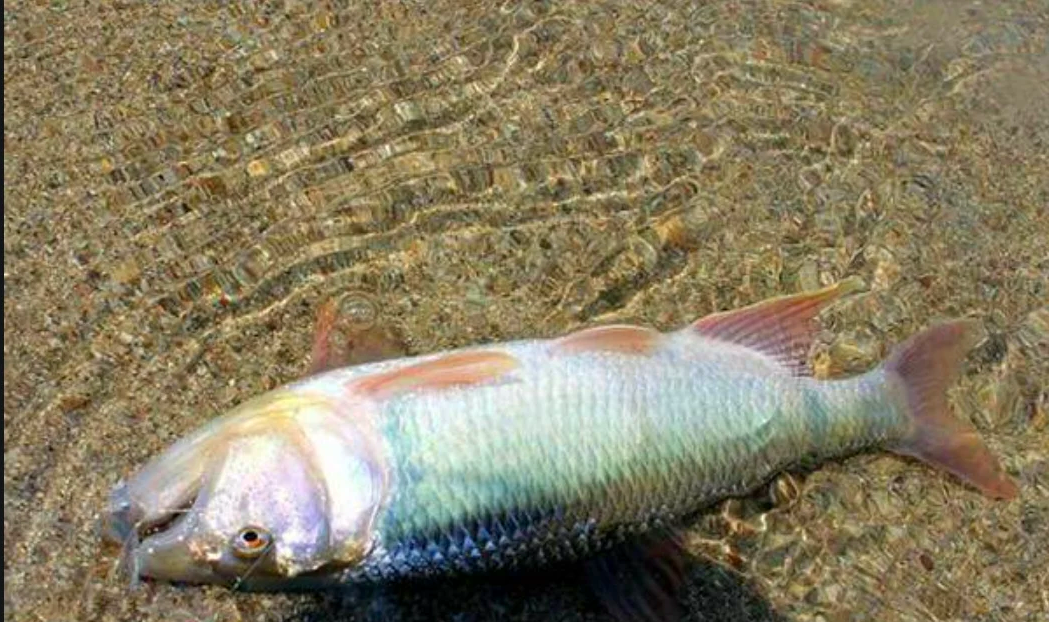 路亚吃口(路亚怎么感受咬口)