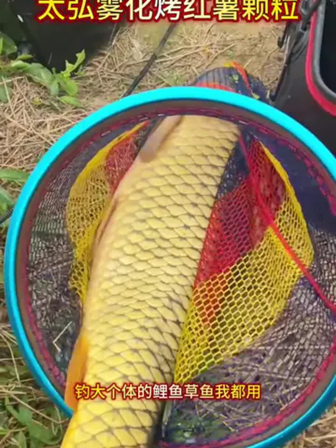 颗粒饵料能钓什么鱼(颗粒饵料钓底还是钓浮)