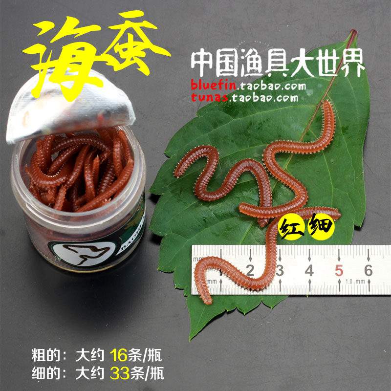 海钓用海蚕(海钓用沙蚕好还是用小虾好)