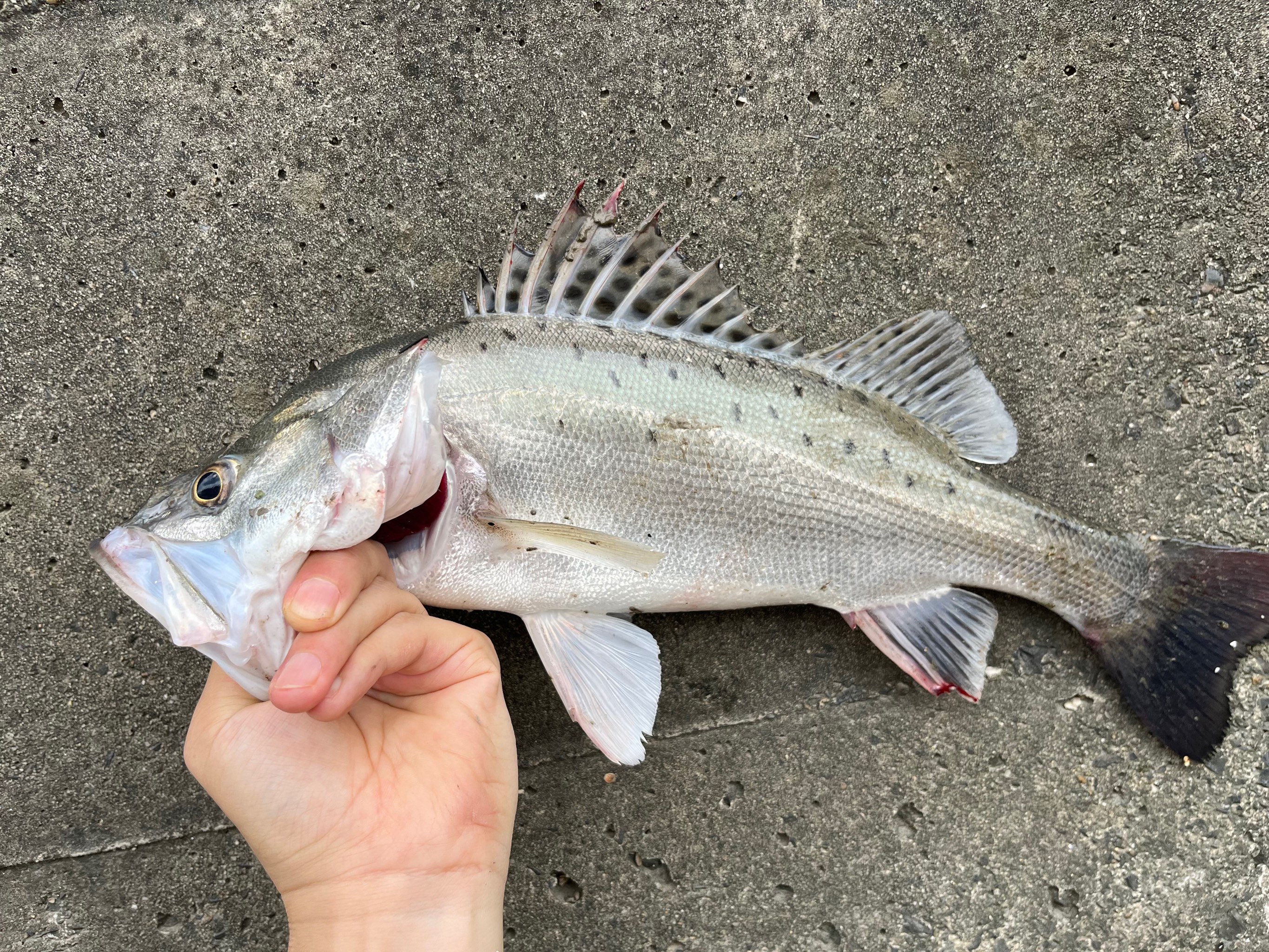 路亚海鲈(路亚海鲈鱼手法技巧视频教程)