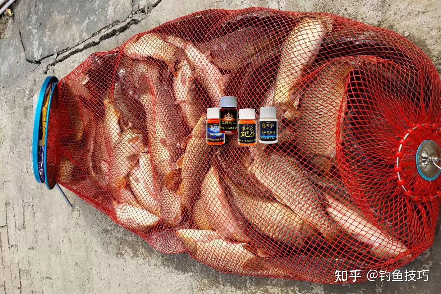 初夏钓鲤鱼饵料(初夏钓鱼饵料配方)