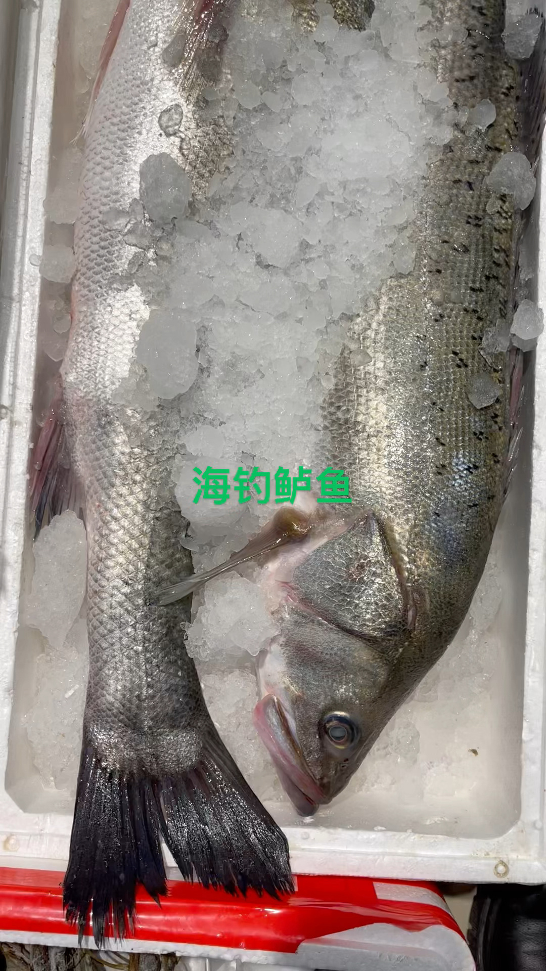 海钓花鲈鱼(钓海鲈鱼视频)