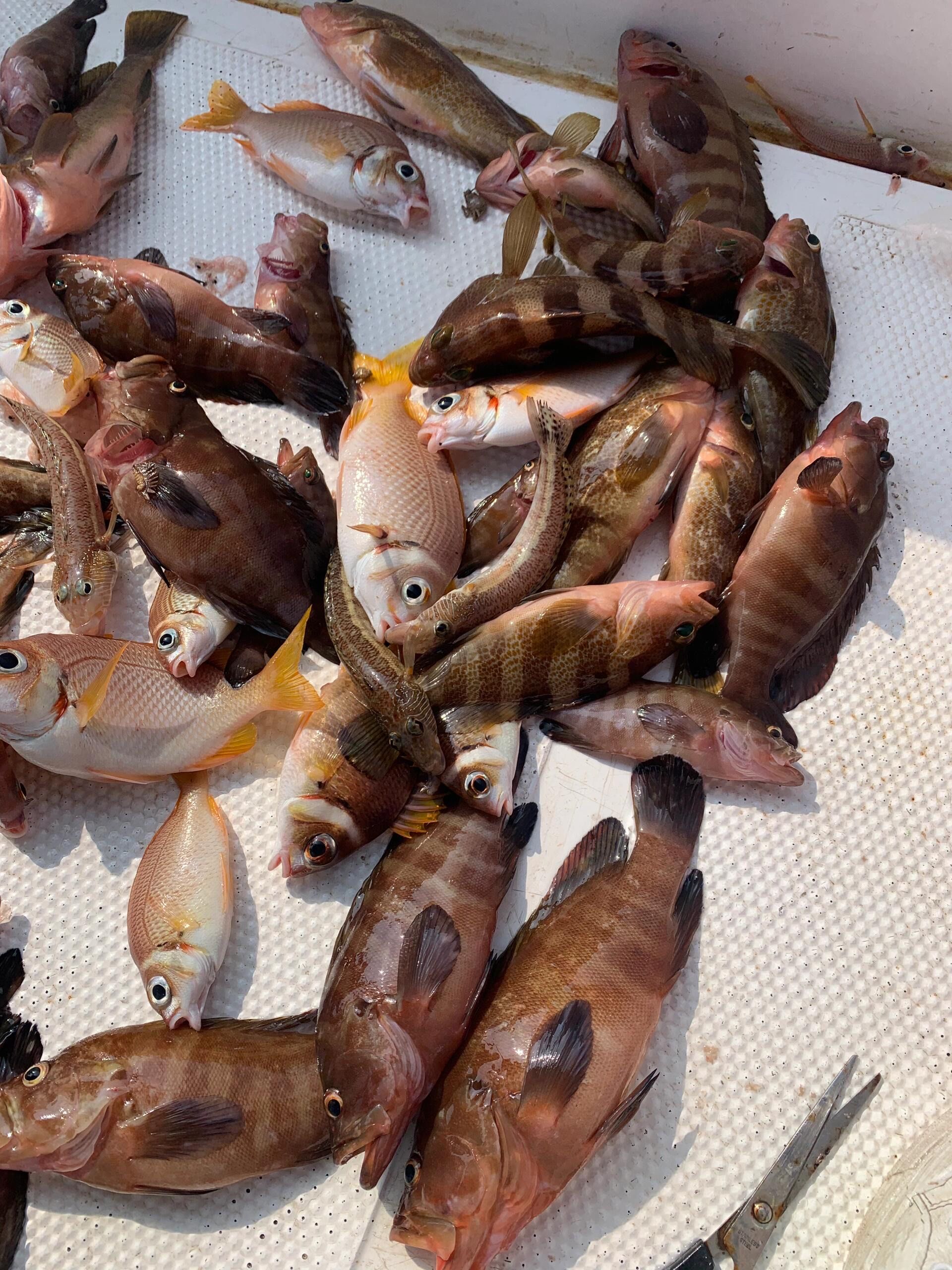 海钓中什么鱼贵(什么海鱼好钓)