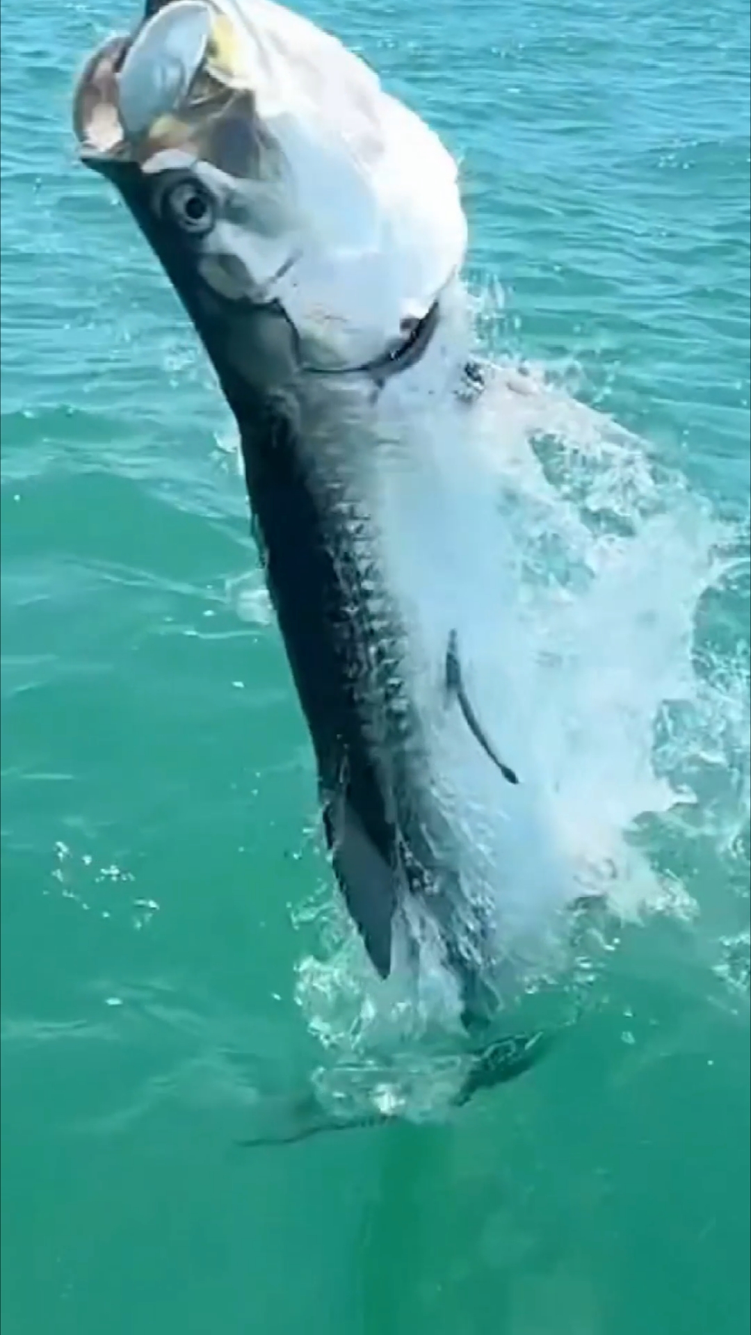 海钓中什么鱼贵(什么海鱼好钓)