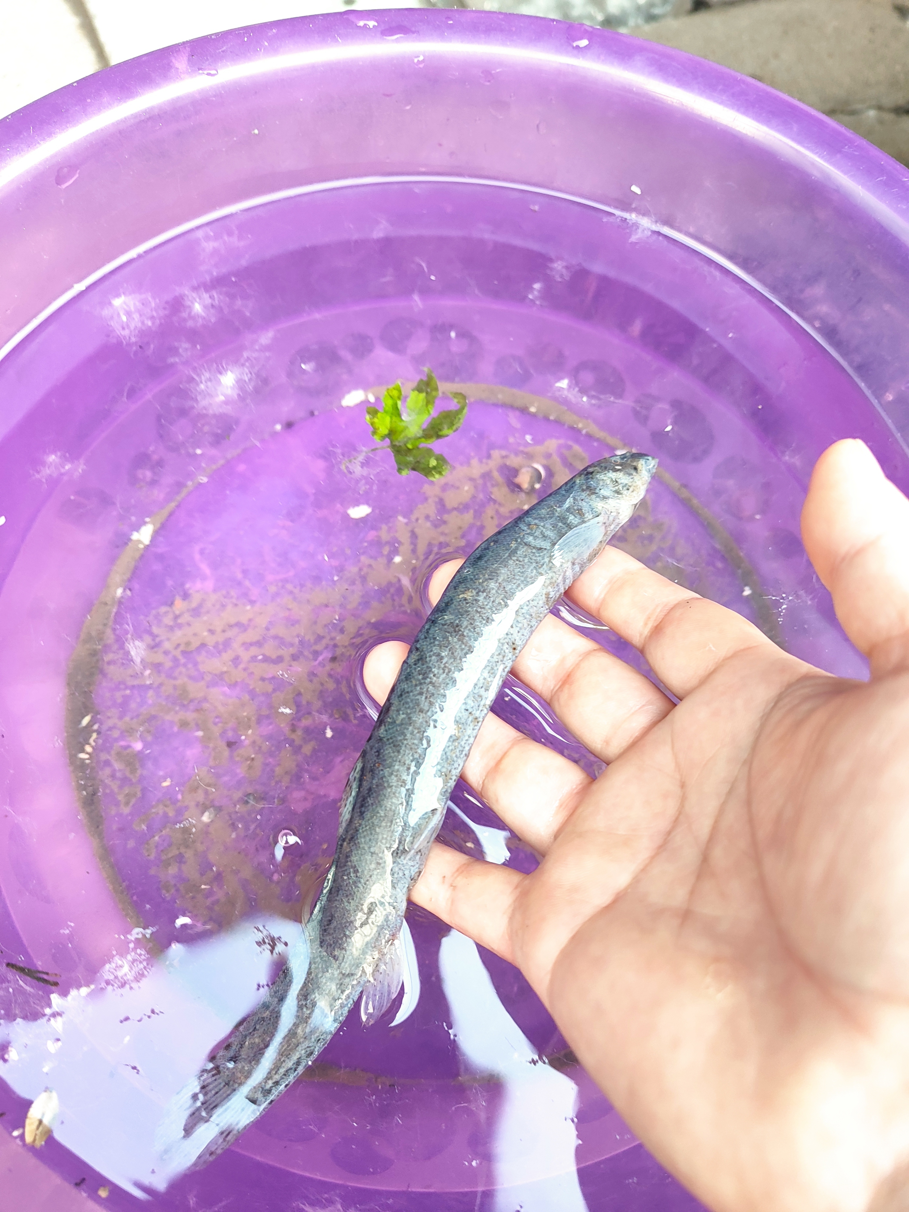 海钓用泥鳅怎么样(海钓用泥鳅做饵行吗) 海钓用泥鳅怎么样(海钓用泥鳅做饵行吗)