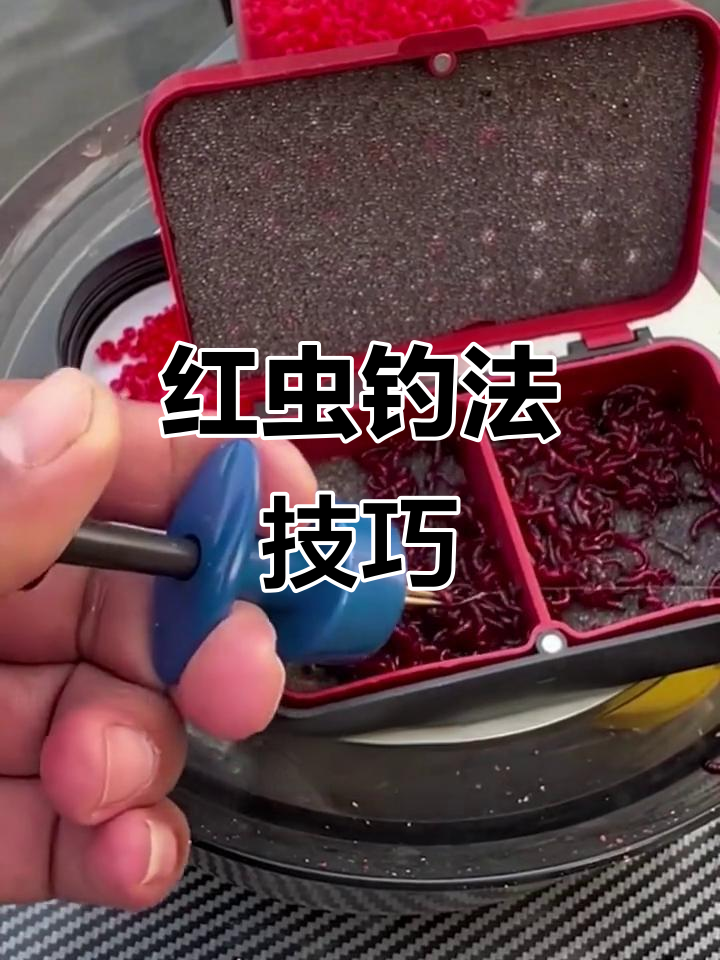 冬季红虫钓鱼挂钩技巧(冬季红虫钓鱼挂钩技巧视频)