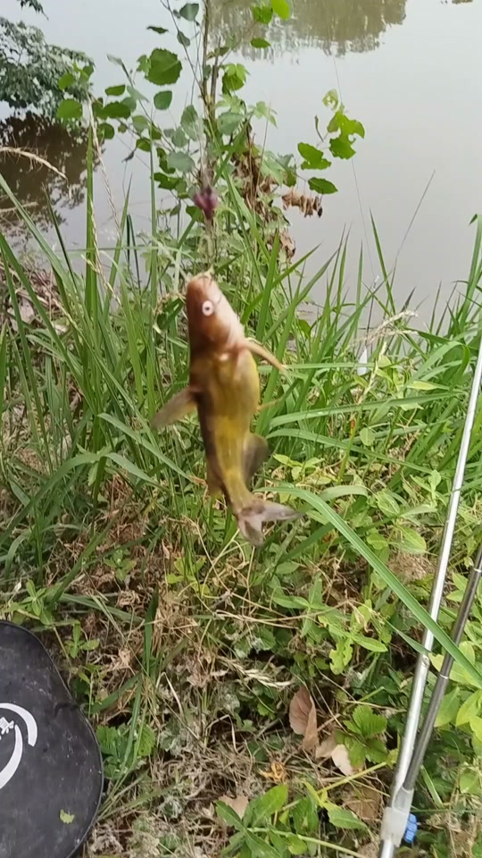 钓小黄鱼技巧(钓小黄鱼技巧视频)