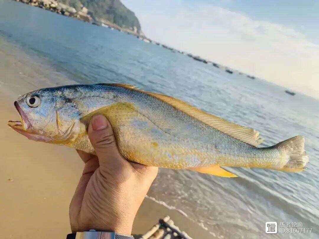 钓小黄鱼技巧(钓小黄鱼技巧视频)