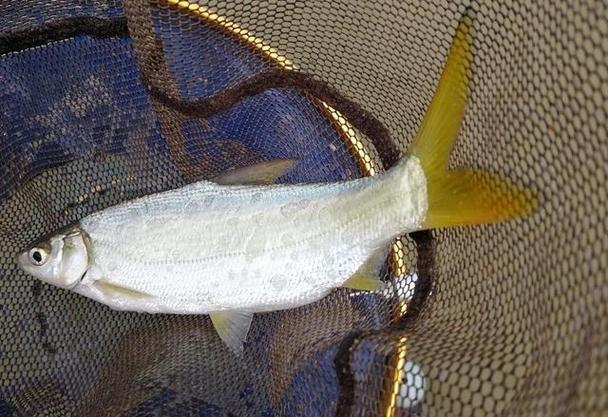 黄尾技巧(黄尾怎么选钓位)