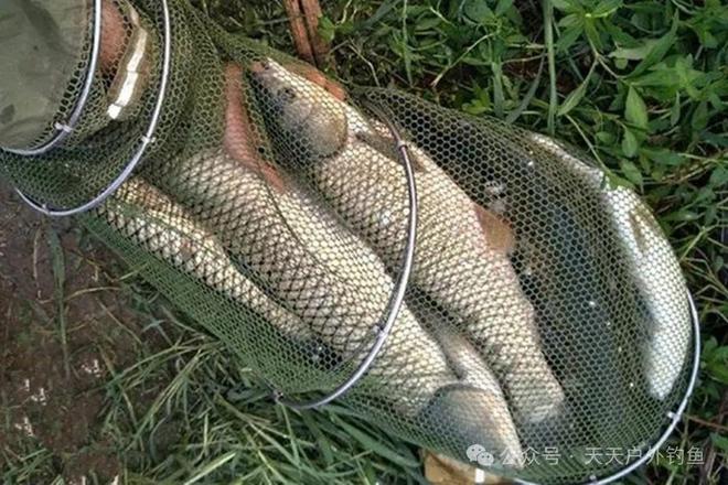 路亚饵料钓草鱼(路亚如何钓草鱼用什么钓组)