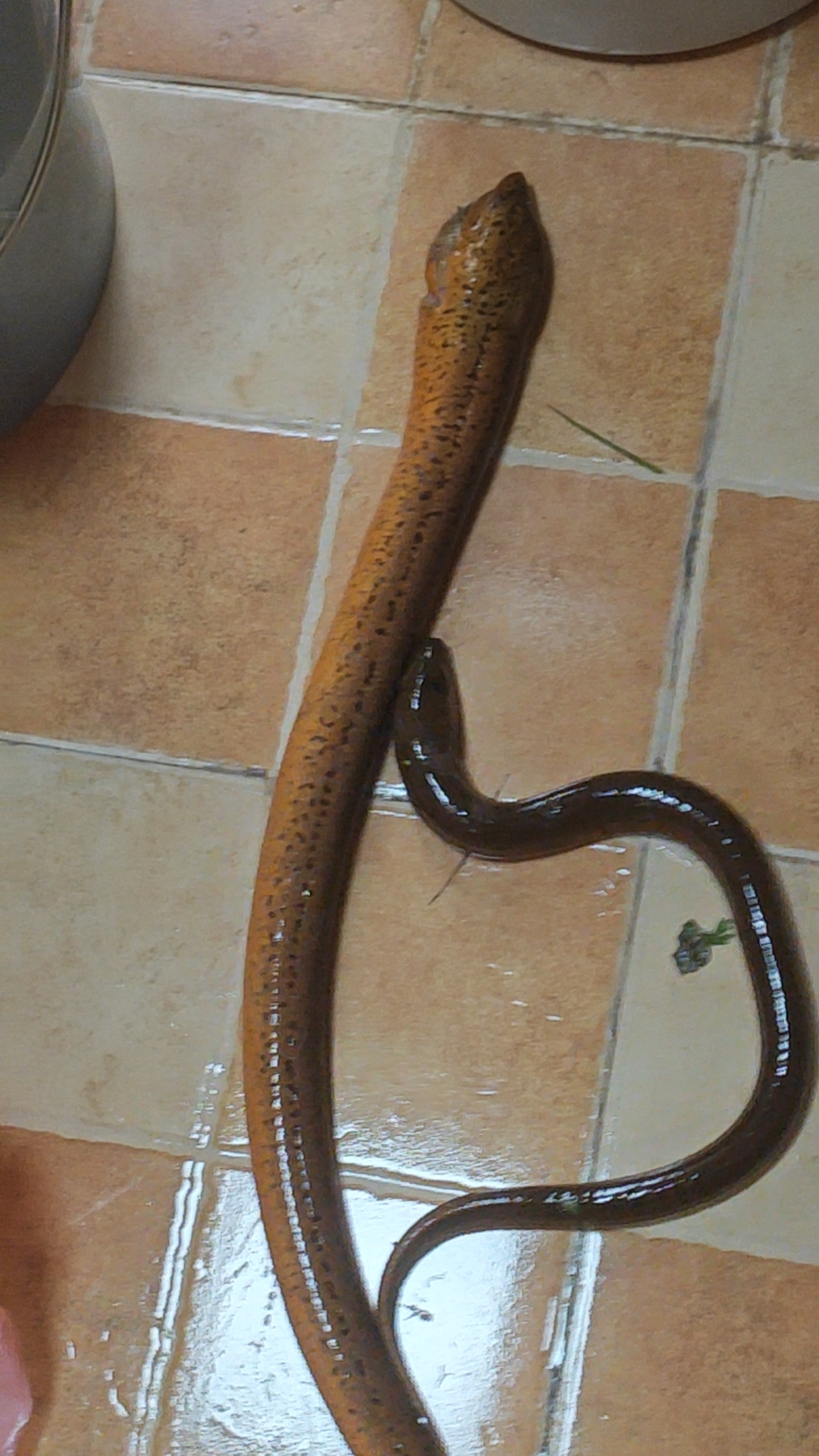 逗钓黄鳝技巧(钓黄鳝视频教学) 逗钓黄鳝技巧(钓黄鳝视频教学)