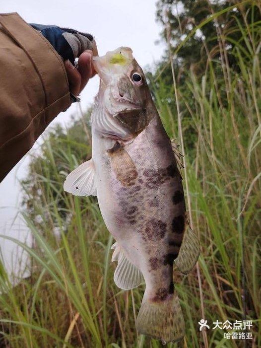 路亚app(路亚竿)