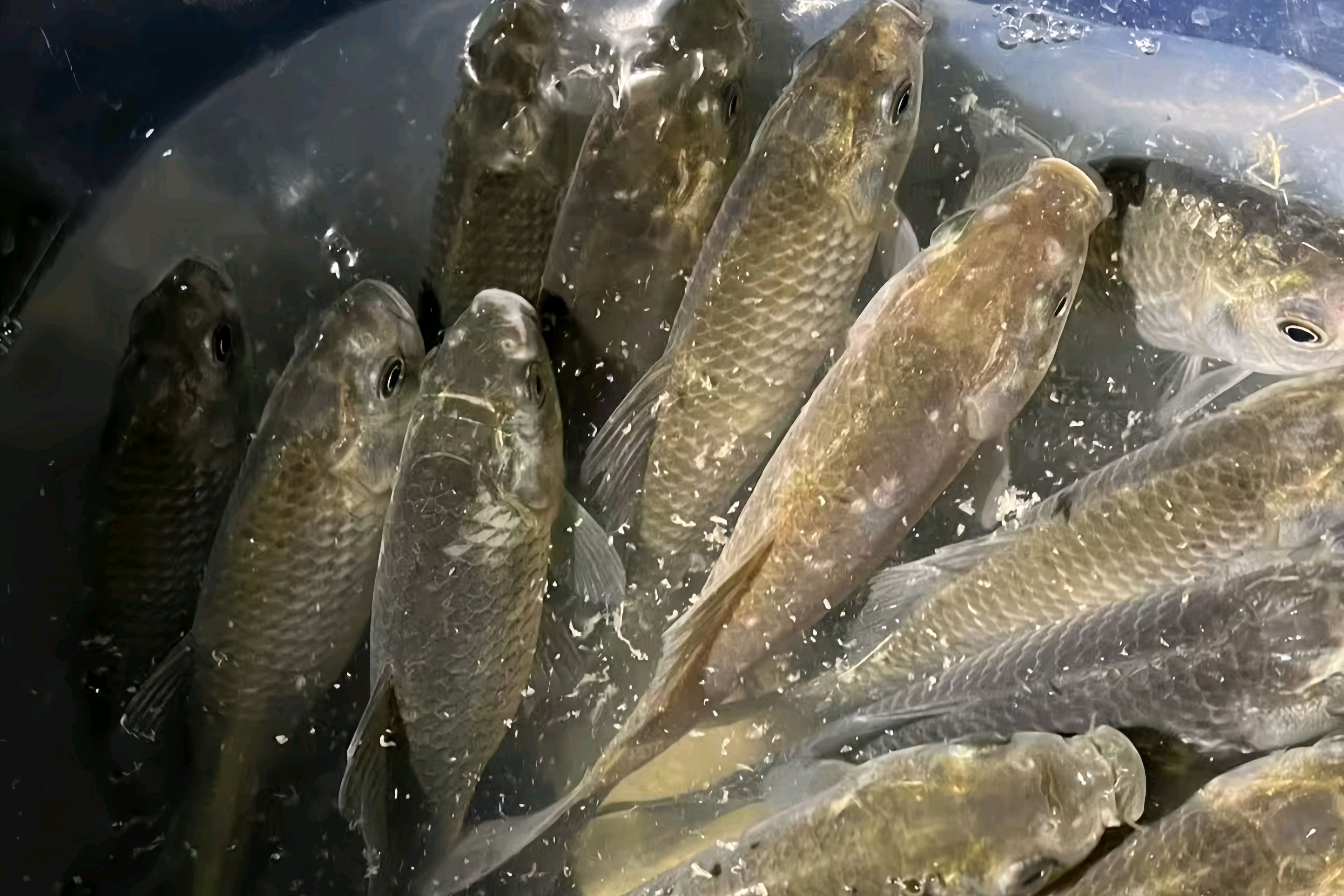 早春水库钓鲫鱼技巧(早春水库钓大鲫鱼绝招)